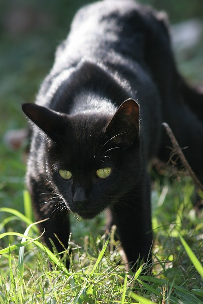 ǭ ͥΥ̵֥Ǻcat0078-066