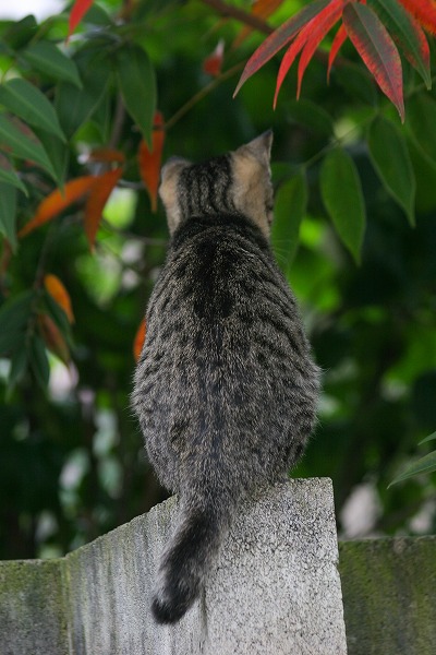 ǭθѤΥ̵֥Ǻcat0079-066