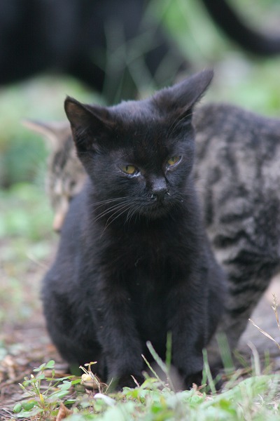 ǭ ͥ ǭΥ̵֥Ǻcat0082-066