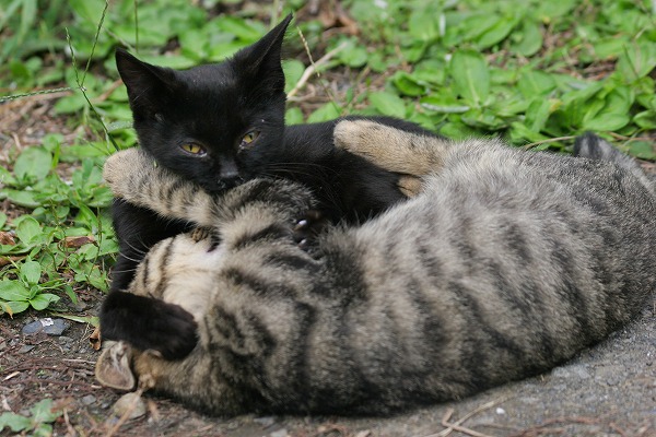 ǭΥ̵֥Ǻcat0083-066