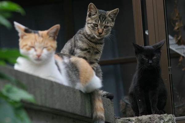 ʽξǭ ǭΥ̵֥Ǻcat0086-066