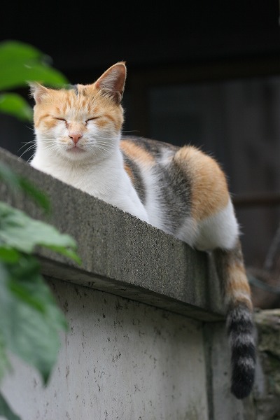 ʽξǭ 뿲Υ̵֥Ǻcat0088-066