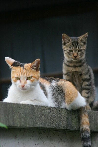 ʽξǭ ǭΥ̵֥Ǻcat0089-066