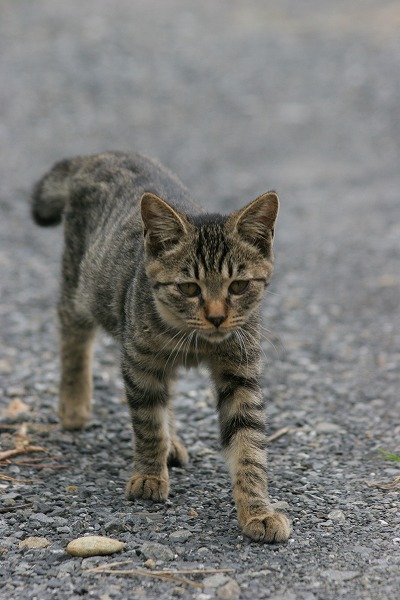 ϩλǭΥ̵֥Ǻcat0091-066