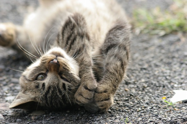 žֻǭΥ̵֥Ǻcat0092-066