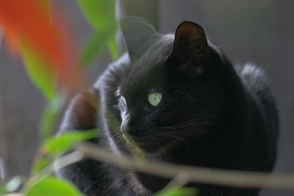 ǭ ͥΥ̵֥Ǻcat0093-066