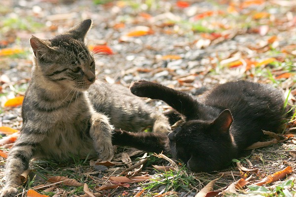 ǭΥ̵֥Ǻcat0096-066