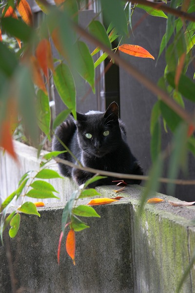 ʽξǭ ǭ ͥΥ̵֥Ǻcat0099-066
