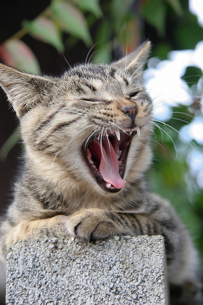 ǭ ӤΥ̵֥Ǻcat0101-066