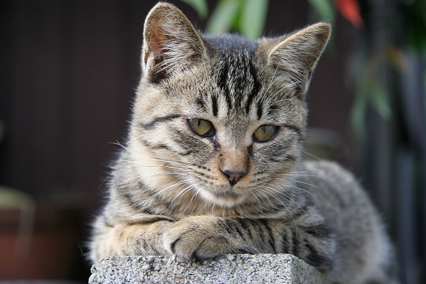 ʽξǭΥ̵֥Ǻcat0102-066