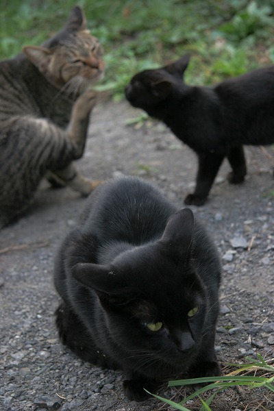 ǭ ͥ ǭΥ̵֥Ǻcat0103-066