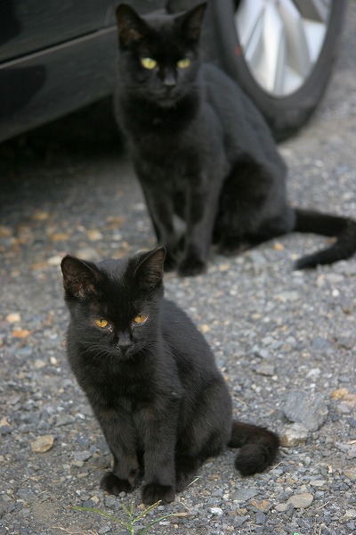 ǭ ͥ ǭΥ̵֥Ǻcat0104-066