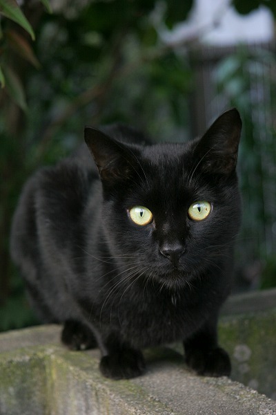 ʽξιǭ ͥΥ̵֥Ǻcat0107-066