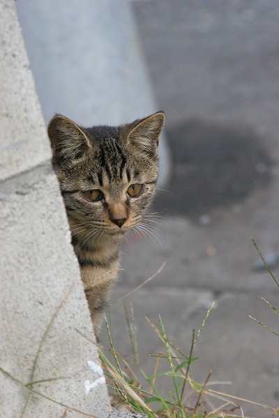 ʽФǭΥ̵֥Ǻcat0108-066
