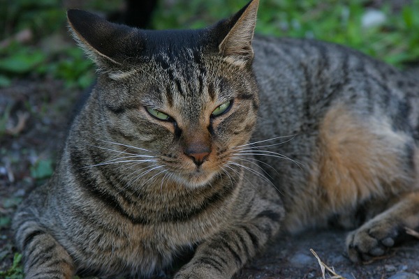 ǭΥ̵֥Ǻcat0113-066