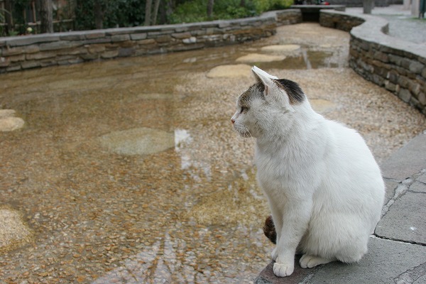 ǭΥ̵֥Ǻcat0114-066