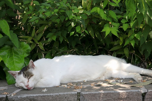 ٤ǭΥ̵֥Ǻcat0116-066