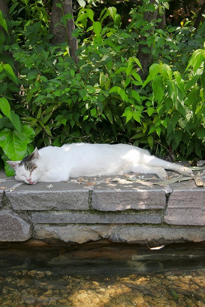 ٤ǭΥ̵֥Ǻcat0117-066