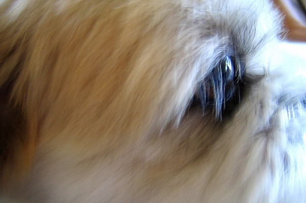 Υ̵֥Ǻdog0004-009