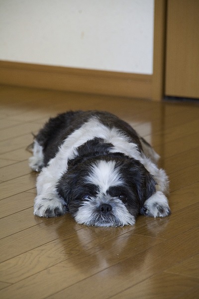 Υ̵֥Ǻdog0006-009