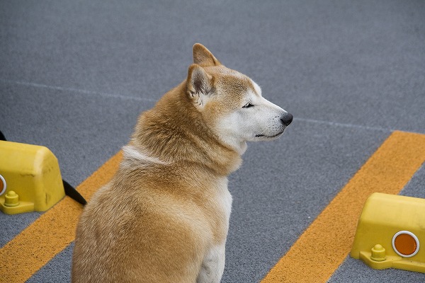 ƸΥ̵֥Ǻdog0010-009