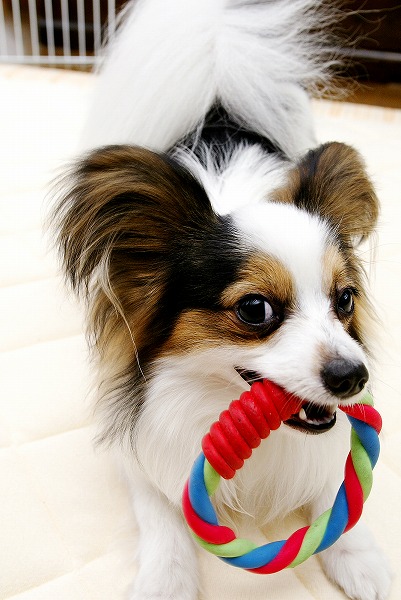 ѥԥΥ̵֥Ǻdog0011-018