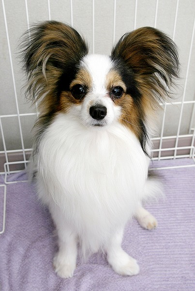 ѥԥΥ̵֥Ǻdog0013-018