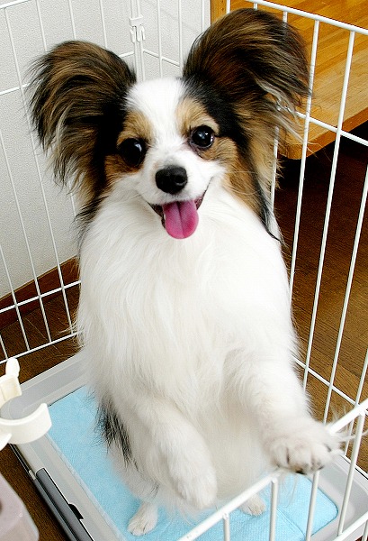 ѥԥΥ̵֥Ǻdog0014-018