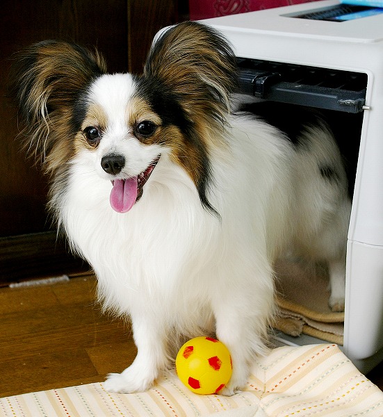 ѥԥΥ̵֥Ǻdog0016-018