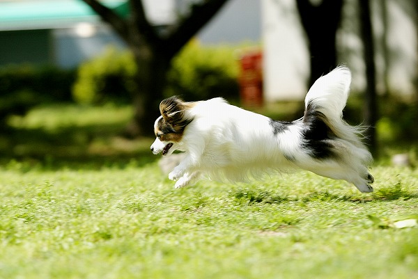 ѥԥΥ̵֥Ǻdog0019-018