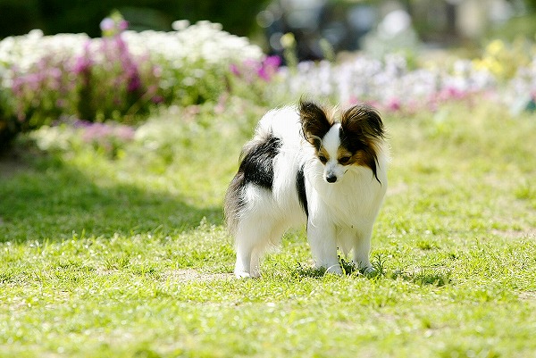 ѥԥΥ̵֥Ǻdog0021-018
