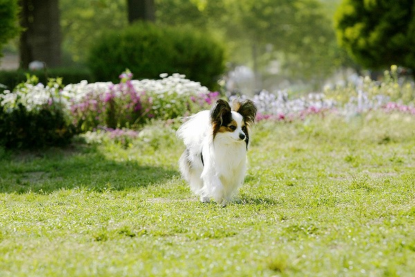 ѥԥΥ̵֥Ǻdog0023-018