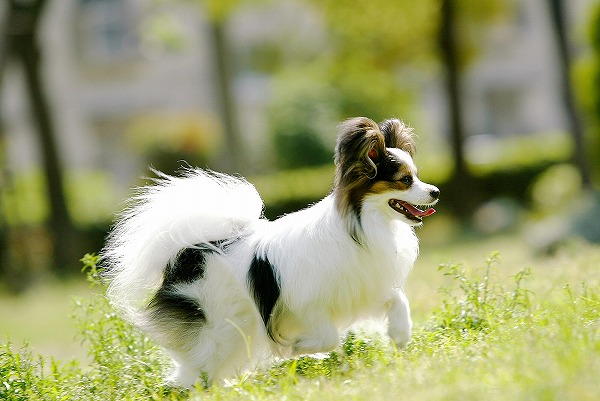 ѥԥΥ̵֥Ǻdog0025-018
