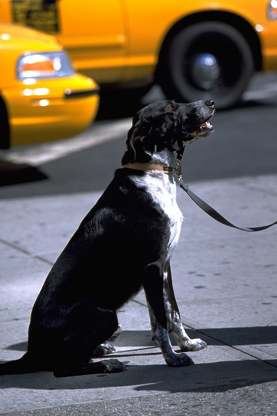 ȥΥ̵֥Ǻdog0040-023