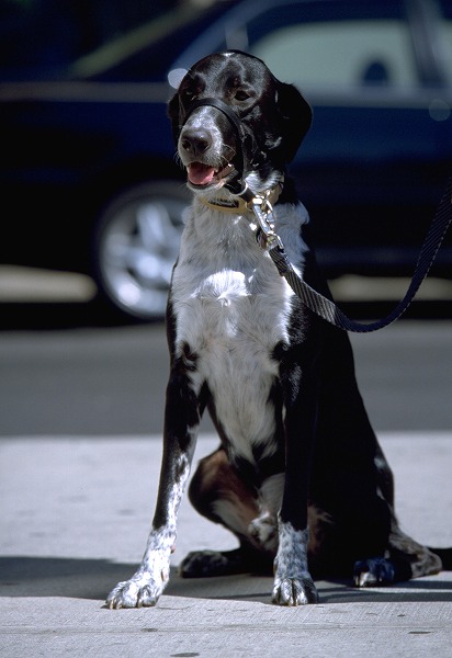 ιΥ̵֥Ǻdog0042-023