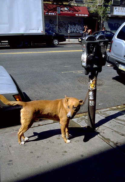 ѡ󥰥᡼ȸΥ̵֥Ǻdog0052-023