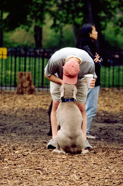 θȻΥ̵֥Ǻdog0061-023