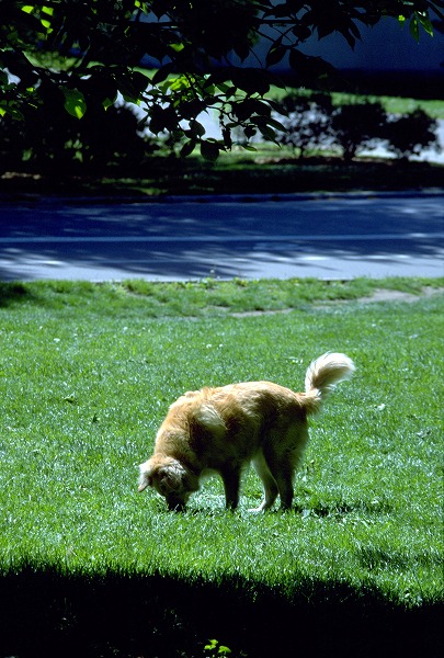   Υ̵֥Ǻdog0064-023
