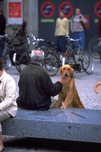 ȸ ǥ󡦥ȥСΥ̵֥Ǻdog0073-023
