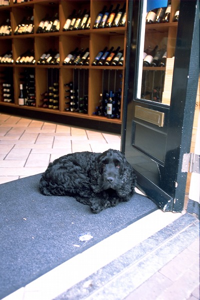 Źι 󥰥å女åΥ̵֥Ǻdog0076-023