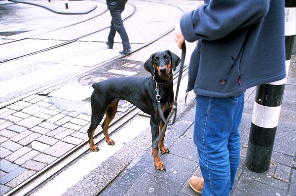 ⤹븤 ߥ˥奢ԥ󥷥㡼Υ̵֥Ǻdog0078-023
