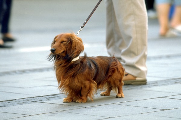 ⤹åեɤΥ̵֥Ǻdog0106-023