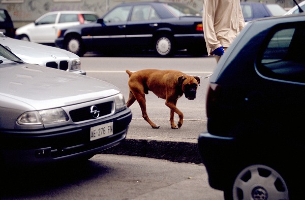 θΥ̵֥Ǻdog0119-023
