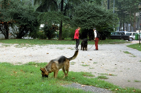 Ȼ⤹͡Υ̵֥Ǻdog0124-023