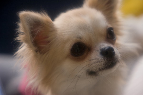 Υ̵֥Ǻdog0155-051