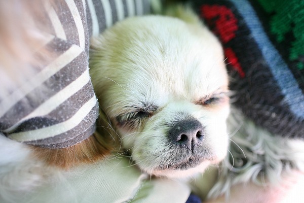 뿲븤Υ̵֥Ǻdog0159-039