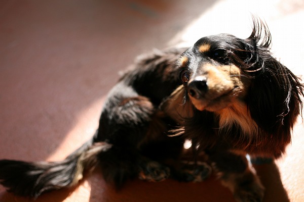 ߥ˥奢åեɤΥ̵֥Ǻdog0164-039