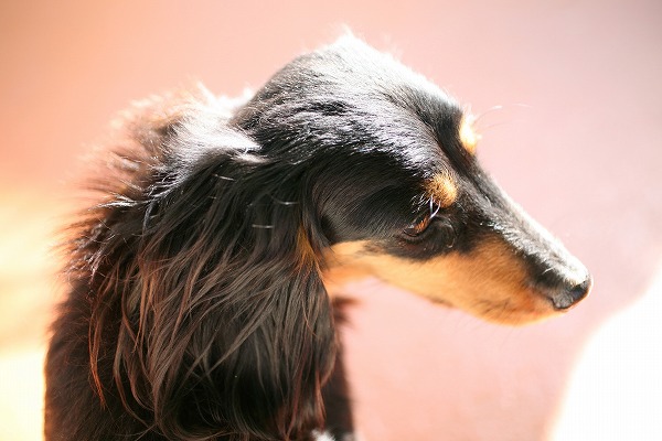 ߥ˥奢åեɤΥ̵֥Ǻdog0165-039