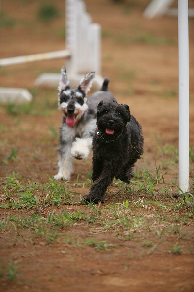 븤 ʥΥ̵֥Ǻdog0172-022