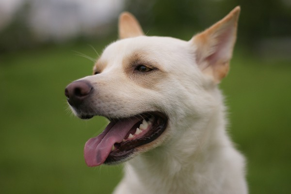 ɥ Υ̵֥Ǻdog0176-099